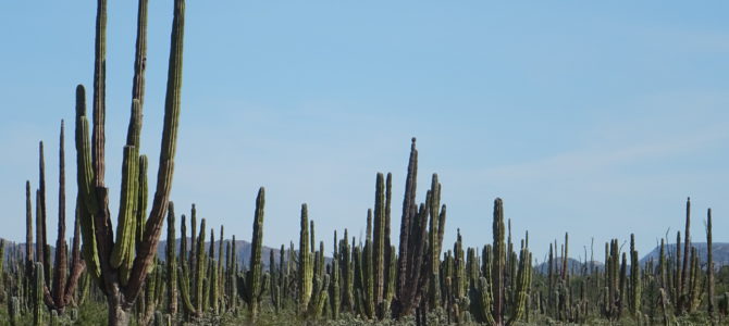 Bajando Baja California en autostop